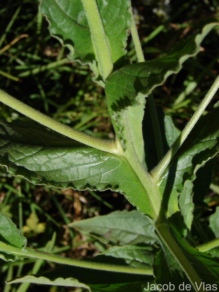 Cynoglossum zeylanicum (Sw. ex Lehm.) Thunb. ex Brand